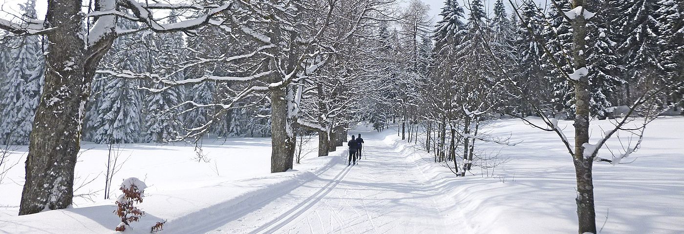 Winterpanoramaweg in St. Englmar