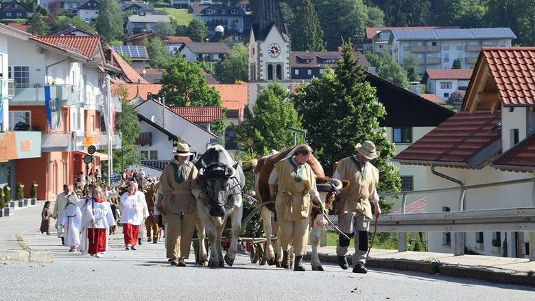 Ochsengespann beim Englmarisuchen