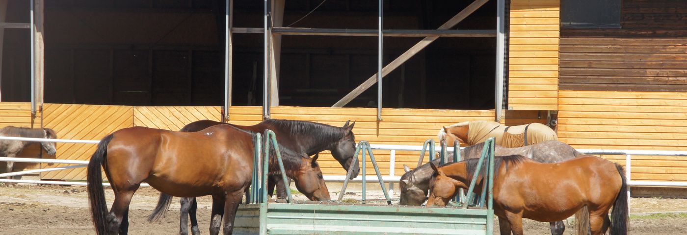 Reiten in Neukirchen