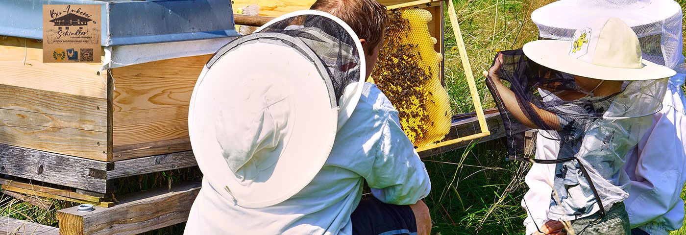 Einblicke in die Bienenwelt