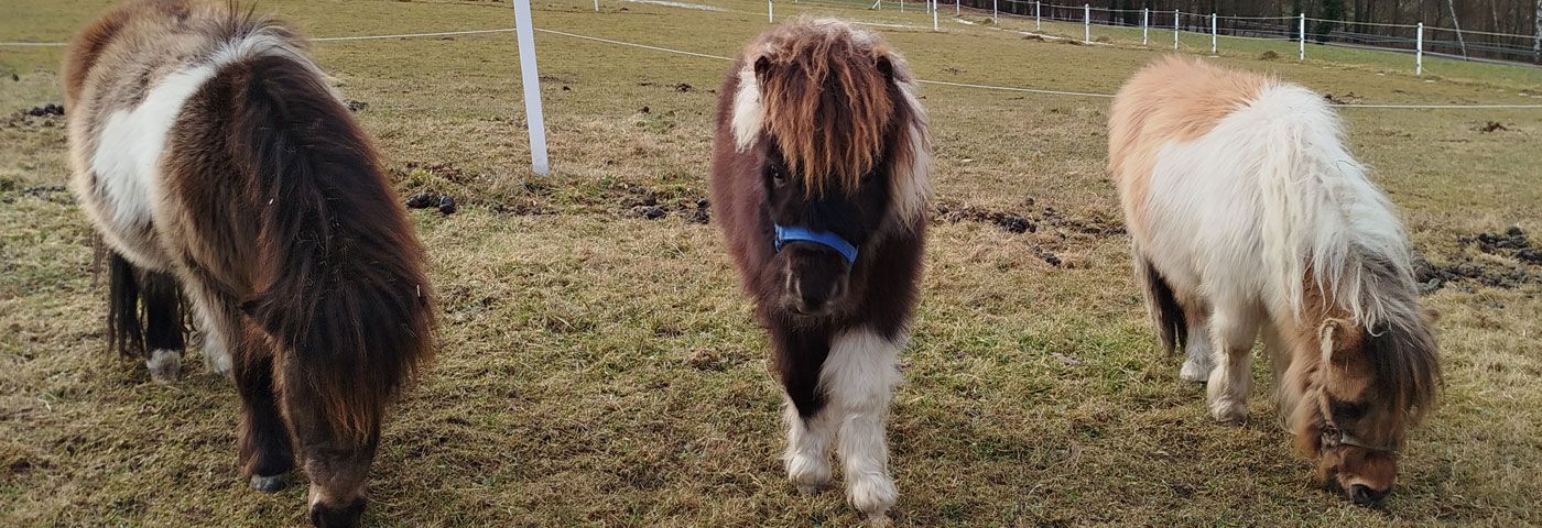 Miniatur-Pony Wanderungen
