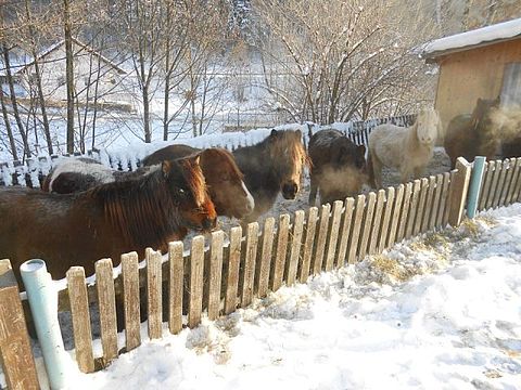Anja´s Pony- Pfertde im Winter